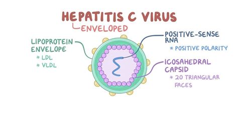 hep c value 0.1 meaning|Hepatitis C and the Hep C Virus .
